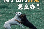 为何同性别的狗狗会打架？（探究狗狗性别与打架行为的关系）