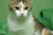 绿色猫眼睛的神秘之美（揭开绿色猫眼睛的神秘面纱）