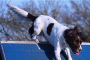 为什么英国斯宾格犬需要断尾？（解析斯宾格犬断尾的历史和原因，以及现今的争议）