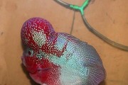 罗汉鱼天堂（探索罗汉鱼品种的世界，解密色彩缤纷的宠物鱼）