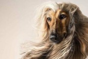 以阿富汗猎犬为代表的宠物世界的宠儿（阿富汗猎犬的魅力与特点）