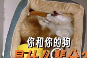 狗的叫声揭示的隐藏信息（狗叫声的解读与分析）