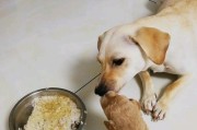 为什么狗狗不守着宝宝？（狗狗行为特性与家庭守护的关系探究）