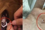 哈士奇换牙注意事项（如何帮助哈士奇顺利度过换牙期）