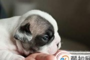 狗狗百科（以宠物为主，做好预防措施，保护狗狗健康）