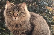 西伯利亚森林猫的饲养方法（如何在家里养活一只西伯利亚森林猫？）