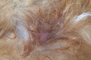 金毛犬真菌性皮肤病的防治（宠物犬真菌性皮肤病的原因和治疗方法）