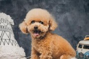如何训练你的泰迪犬（培养听从命令的宠物）