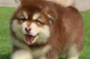 阿拉斯加犬的价格与特点（揭秘阿拉斯加犬的8大优点，了解它们的价值所在）