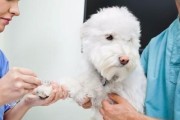 萨摩耶犬如何正确运动（让宠物健康的7个技巧）