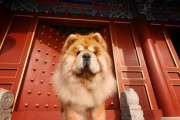 松狮与藏獒（探寻松狮与藏獒的外貌、性格和用途的相似与不同）