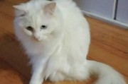 猫咪绝育后拉屎的时间周期与注意事项（揭秘绝育后猫咪排便的奥秘及护理技巧）