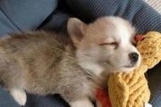 如何正确饲养柯基犬（打造健康、快乐的宠物生活）