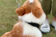 如何正确护理柯基犬的耳朵（专业技巧分享，让您的宠物健康无忧）