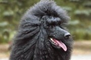 贵宾犬长毛必知-如何通过饮食调理使毛发更美丽