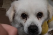 博美狗一个月应该吃几斤狗粮？（了解狗粮的分类和营养需求是关键！）
