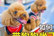 宠物狗狗托运费用和流程介绍（了解宠物狗狗托运费用及详细流程，保障宠物安全与舒适）