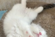 猫喜欢睡在什么材料上？（探索猫咪睡眠喜好的奥秘）