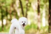 养比熊犬的注意事项（关于比熊犬的健康、饮食、训练和生活细节）