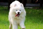 如何去除萨摩耶犬的坏毛病？（宠物主人必看，萨摩耶犬常见毛病全面解析）
