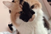 猫的坚持（猫咪的好奇心与耐心，揭秘外面的世界）