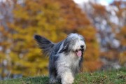 古代牧羊犬吐黄水之谜（探寻古代牧羊犬身体异象的起因与处理方法）