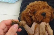 为什么剃光狗狗的毛有益健康？（剃光狗狗毛的好处以及适用的品种）