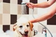 如何给泰迪犬洗澡？（注意事项和步骤全解析）