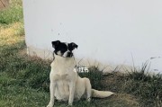 孕妇招狗？为什么会这样呢？（探究孕妇与狗之间的特殊关系）