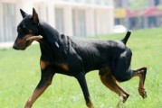 以杜宾犬能活多长时间（探究杜宾犬寿命及其影响因素）