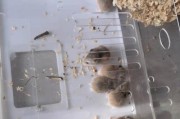 老公公仓鼠的饲养全指南（从饲料到环境，让你的仓鼠健康快乐成长）