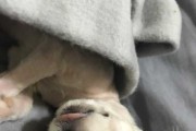 揭秘狗狗睡觉翻白眼的原因（解析狗狗睡觉时翻白眼的真相，让你更懂宠物的心理和健康）