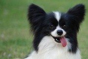 蝴蝶犬，一款乖巧容易养的宠物（以蝴蝶犬好养么，这里有你想知道的答案）