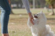 如何训练狗狗与人握手？（以宠物为主的实用技能，让你的狗狗更加聪明）