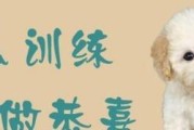 如何用宠物泰迪教授算术（利用简单的游戏和训练方法教会宠物算术，加强与泰迪的互动）