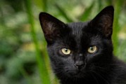 猫咪走丢了我们该怎么办？试试这五种方法