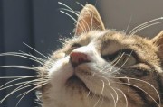 探秘猫为什么会长胡子（揭开猫胡须的奥秘，了解它的重要性和功能）