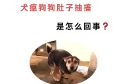 狗狗抽搐的原因与应对方法（解析狗狗抽搐的神经问题，为它们提供适当的护理）