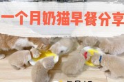五个月大的猫咪应该吃什么？（科学饲养小猫的饮食指南）