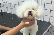 如何为宠物狗狗做完美秋季美容？（轻松让爱宠变身时尚犬！）