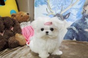 马尔济斯犬与比熊犬（了解区别，选择合适的宠物伴侣）