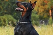 了解杜宾犬的性格（一只忠诚、聪明、勇敢的宠物）
