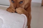 狗狗为何乱咬东西的原因（探究狗狗咬东西的行为背后的心理和生理原因）