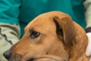 狗狗肺水肿的原因、预防与治疗（了解肺水肿，让狗狗远离健康威胁）