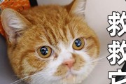 探秘猫的唾液之谜（揭开猫咪唾液的神秘面纱，解析其外观不佳的原因）