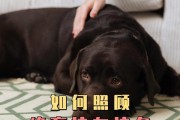 狗狗绝育后需要休息多久？（绝育手术后的养护和休息时间需知）