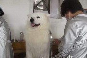 必备工具打造萨摩耶犬的美容（完美宠物造型从这里开始，让爱犬更可爱迷人）