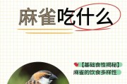 以鸟一般喂什么食物？（探索适合鸟类食用的健康饮食）