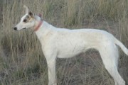 如何科学养护捕鼠梗犬（15个细节让你成为养护高手）
