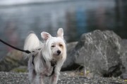 以冠毛犬皮肤病防治全攻略（如何做好以冠毛犬的皮肤健康保护）